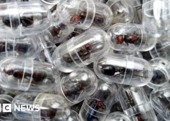 Chinese national arrested after attempt to smuggle 2,000 queen ants