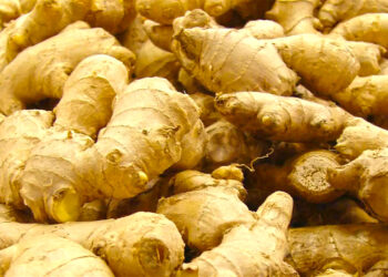 Ghana’s ginger crisis: A wake-up call for the agricultural sector