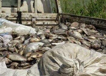 Mass fish mortality triggers joint investigation at Tema shipyard