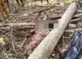 Fatal tree fall claims woman’s life in Juaboso forest reserve