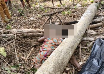 Fatal tree fall claims woman’s life in Juaboso forest reserve