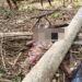Fatal tree fall claims woman’s life in Juaboso forest reserve