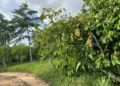 COCOBOD secures injunction against Dunkwa Offin Chief over alleged destruction of cocoa farms