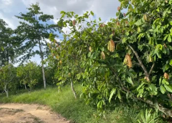 COCOBOD secures injunction against Dunkwa Offin Chief over alleged destruction of cocoa farms