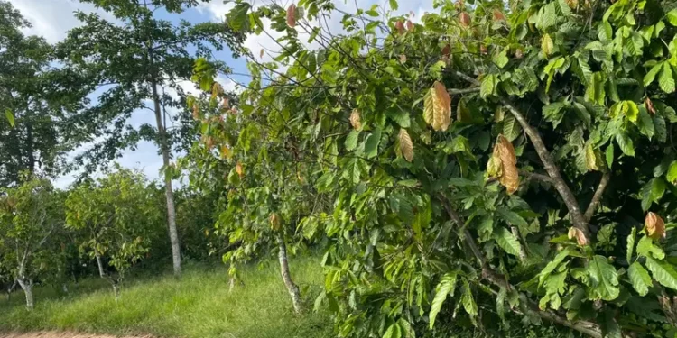 COCOBOD secures injunction against Dunkwa Offin Chief over alleged destruction of cocoa farms