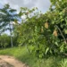 COCOBOD secures injunction against Dunkwa Offin Chief over alleged destruction of cocoa farms