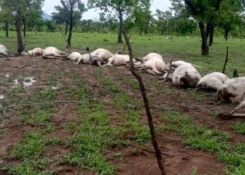Thunderstorm kills over 20 cattle at Tatale