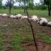 Thunderstorm kills over 20 cattle at Tatale