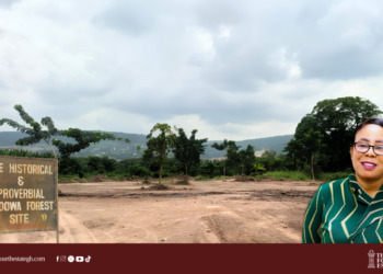 Huge swathe of Dodowa Forest cleared to relocate traders, raising alarm among environmentalists