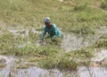Weta rice farmers call for immediate government support