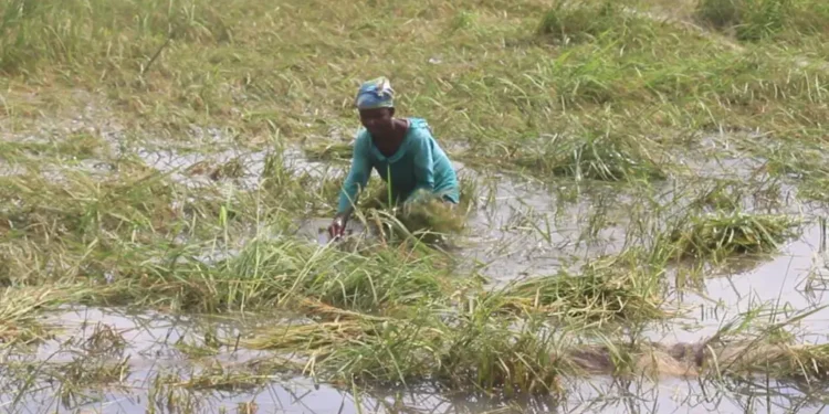 Weta rice farmers call for immediate government support