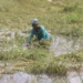 Weta rice farmers call for immediate government support