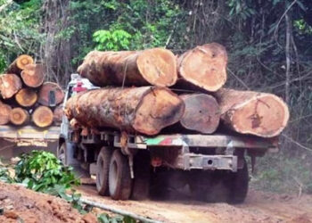 Richard Anning calls for stricter regulations on timber transportation to reduce road accidents