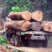 Richard Anning calls for stricter regulations on timber transportation to reduce road accidents