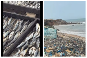 FDA confiscates fish after viral video exposes unhygienic processing practices
