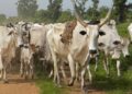 Fallen live electricity cable kills 10 cattle at Abrewanko