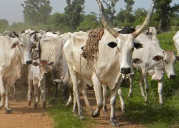 Fallen live electricity cable kills 10 cattle at Abrewanko