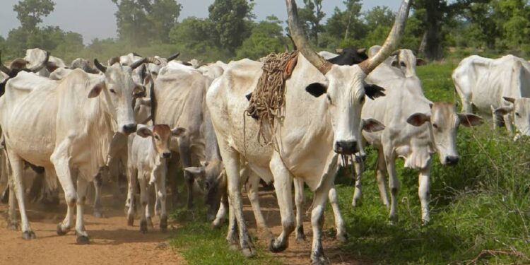 Fallen live electricity cable kills 10 cattle at Abrewanko