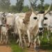 Fallen live electricity cable kills 10 cattle at Abrewanko