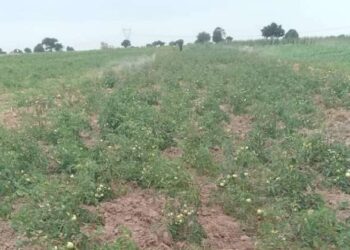 Ada farmers call for probe into dying tomato seedlings