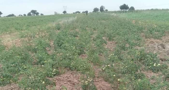 Ada farmers call for probe into dying tomato seedlings