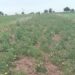 Ada farmers call for probe into dying tomato seedlings