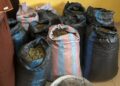 Marine Police arrest 31-year-old man over suspected cannabis plantation in Volta Region