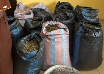 Marine Police arrest 31-year-old man over suspected cannabis plantation in Volta Region
