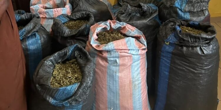 Marine Police arrest 31-year-old man over suspected cannabis plantation in Volta Region