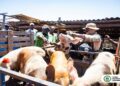 AMA removes illegal pigsty impeding National Emergency Waste Evacuation Exercise at Agbogbloshie