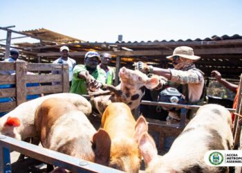 AMA removes illegal pigsty impeding National Emergency Waste Evacuation Exercise at Agbogbloshie