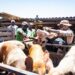 AMA removes illegal pigsty impeding National Emergency Waste Evacuation Exercise at Agbogbloshie