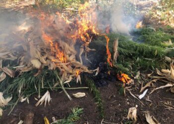NACOC, Immigration Service destroy cannabis farms in Upper West Region