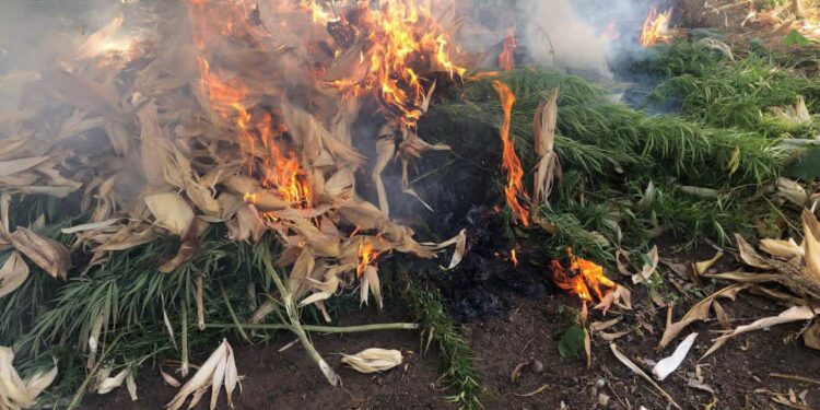 NACOC, Immigration Service destroy cannabis farms in Upper West Region