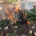 NACOC, Immigration Service destroy cannabis farms in Upper West Region